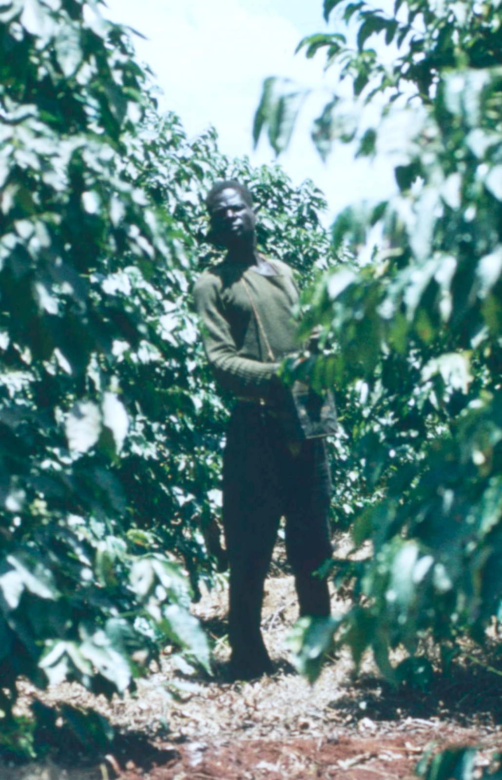 Højland kaffeplantage